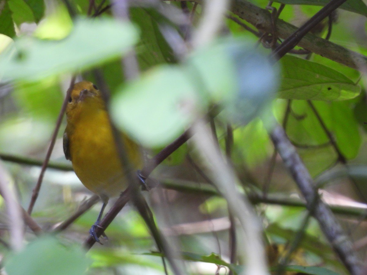 Prothonotary Warbler - Leandro Niebles Puello