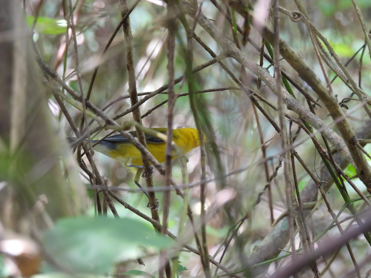 Prothonotary Warbler - ML623538794