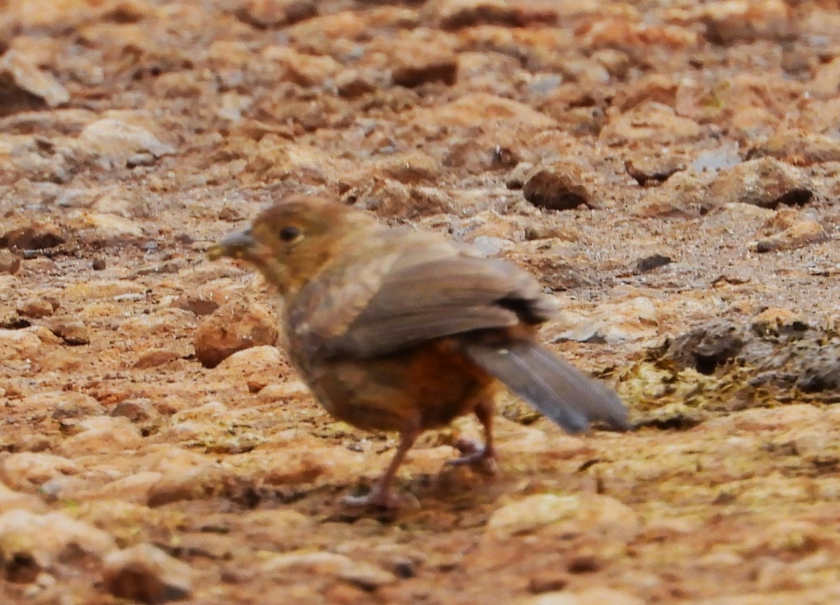 Canyon Towhee - ML623538804