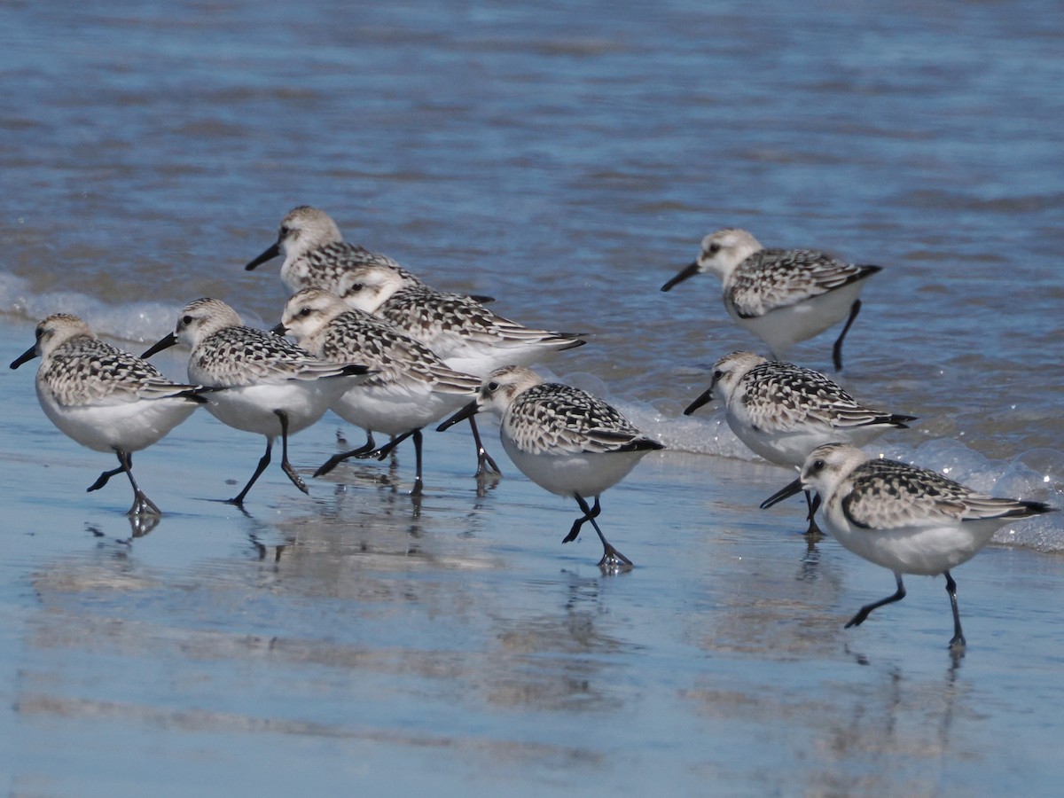 Sanderling - ML623538810