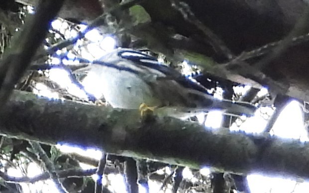 Black-and-white Warbler - ML623538817