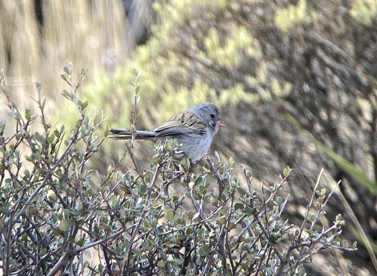 Black-chinned Sparrow - ML623538895