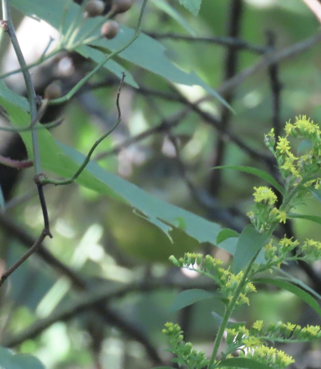 Connecticut Warbler - ML623538917