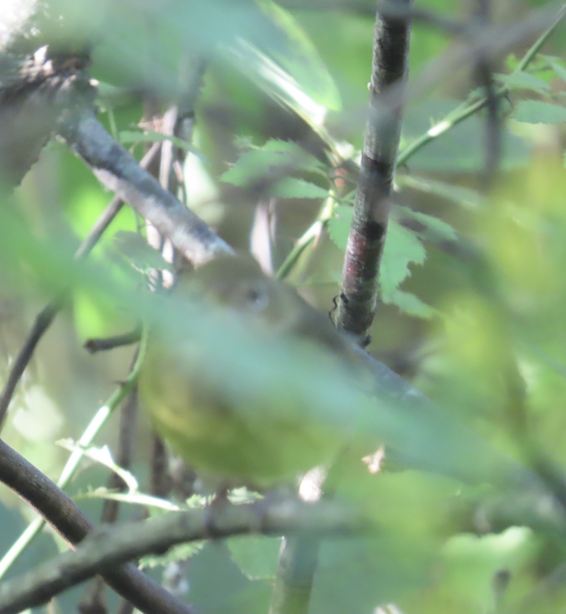 Connecticut Warbler - ML623538918
