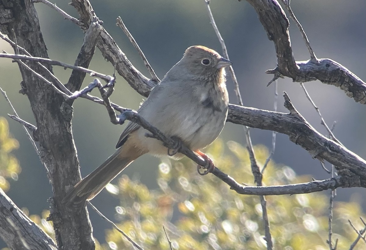 Canyon Towhee - ML623538936