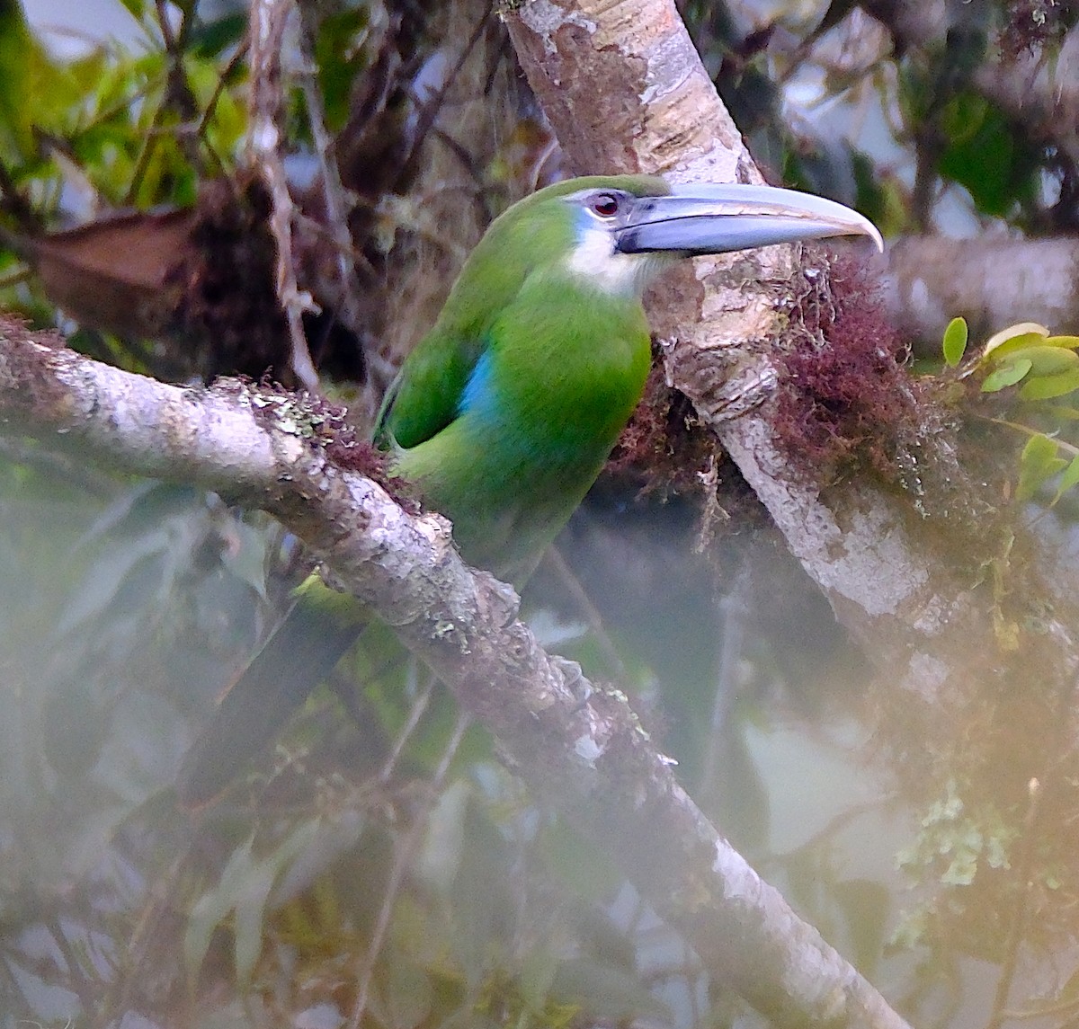 Blue-banded Toucanet - ML623538938