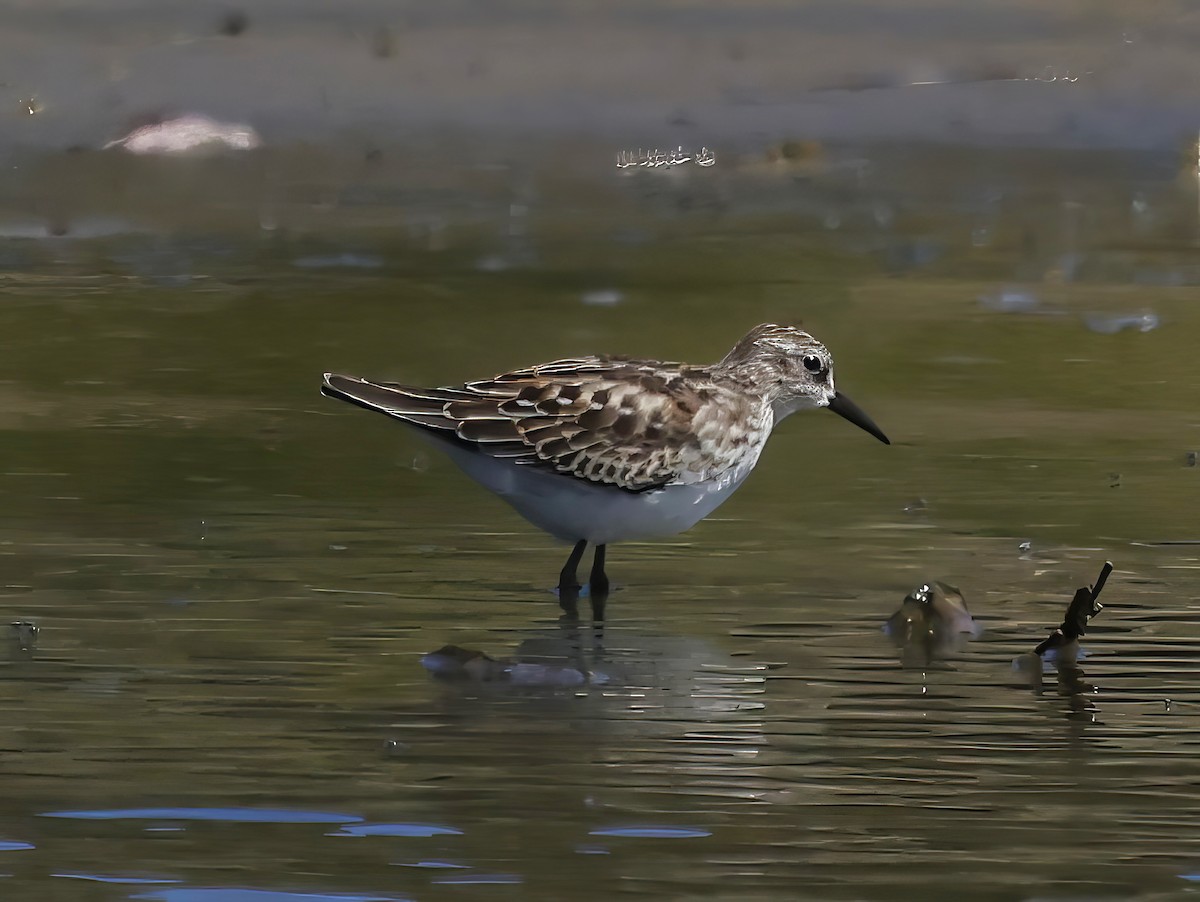 Least Sandpiper - ML623538944