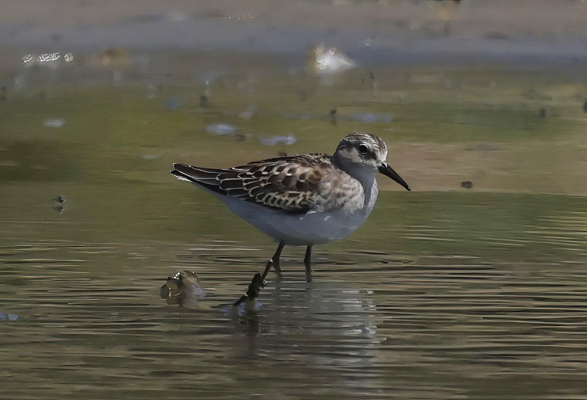 Least Sandpiper - Constance Vigno