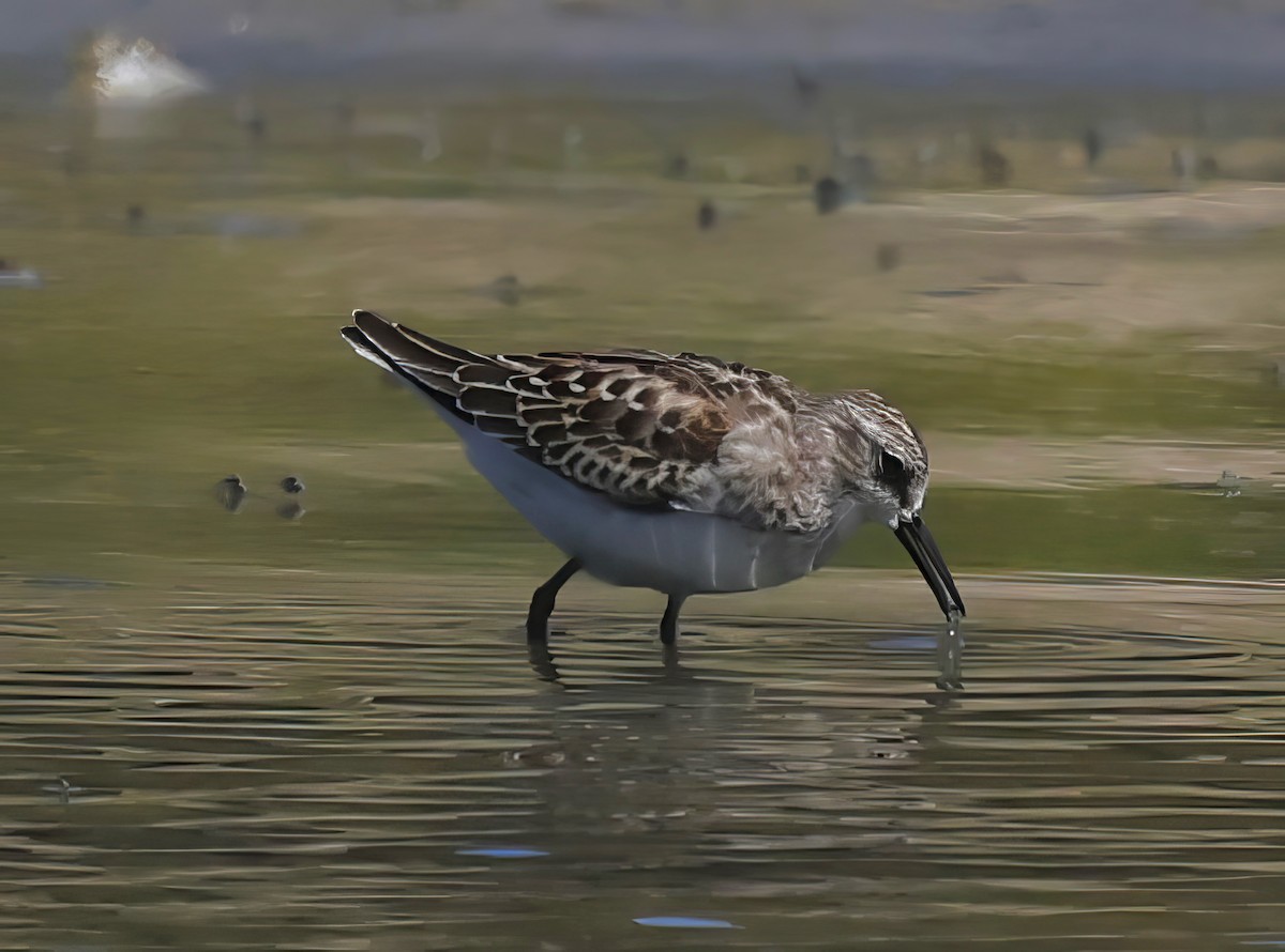 Least Sandpiper - ML623538953