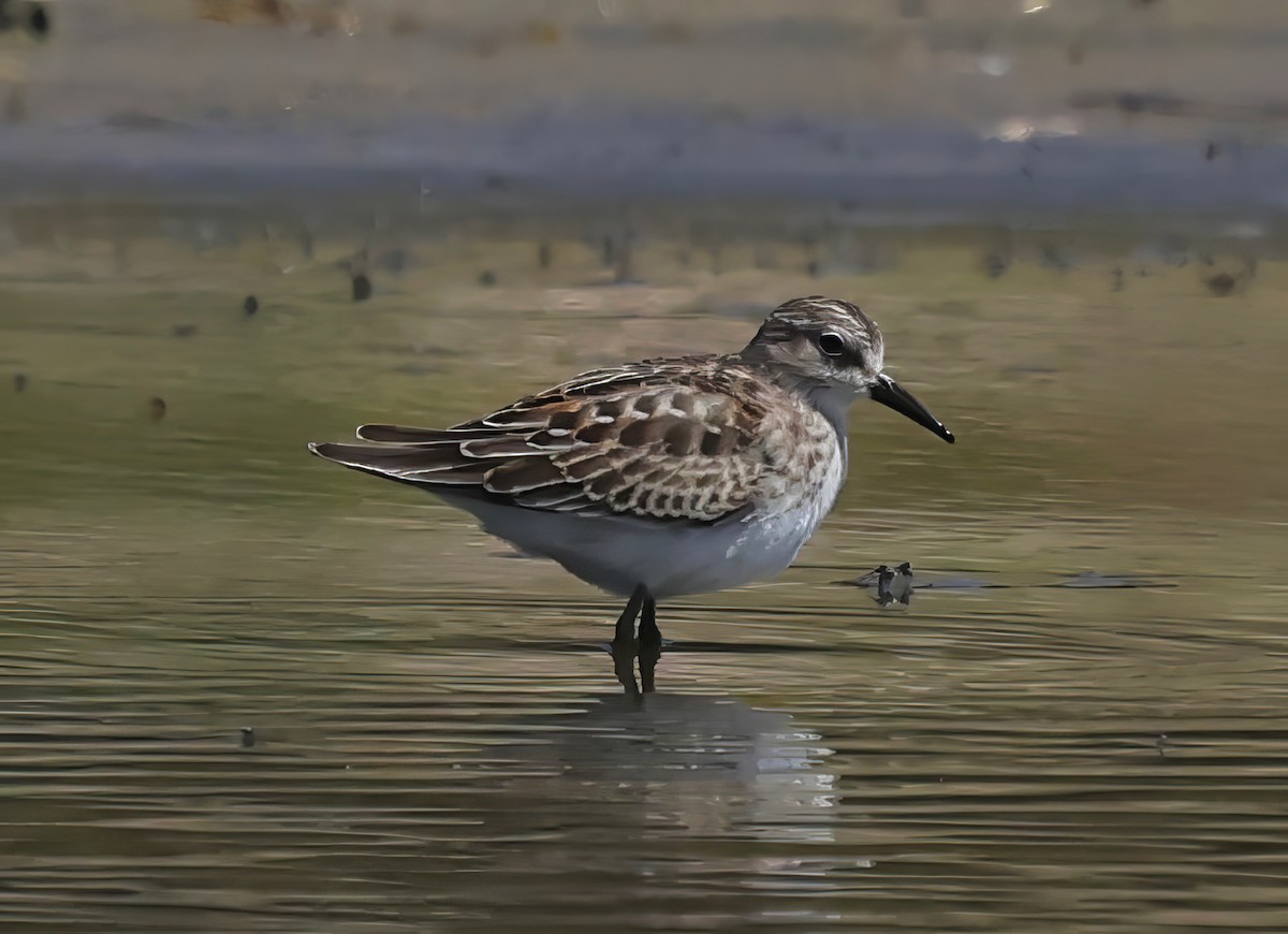 Least Sandpiper - ML623538958