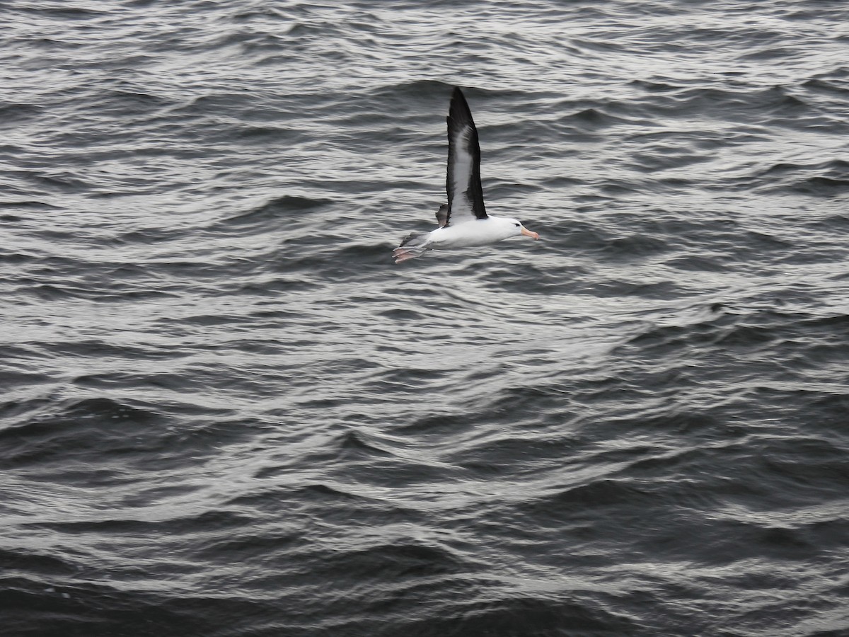 Black-browed Albatross - ML623538960