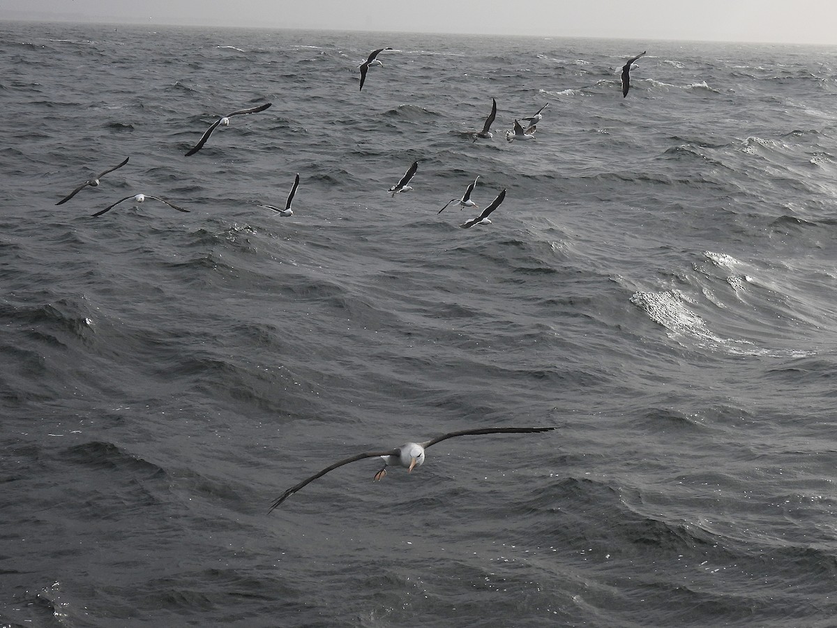 Black-browed Albatross - ML623538975