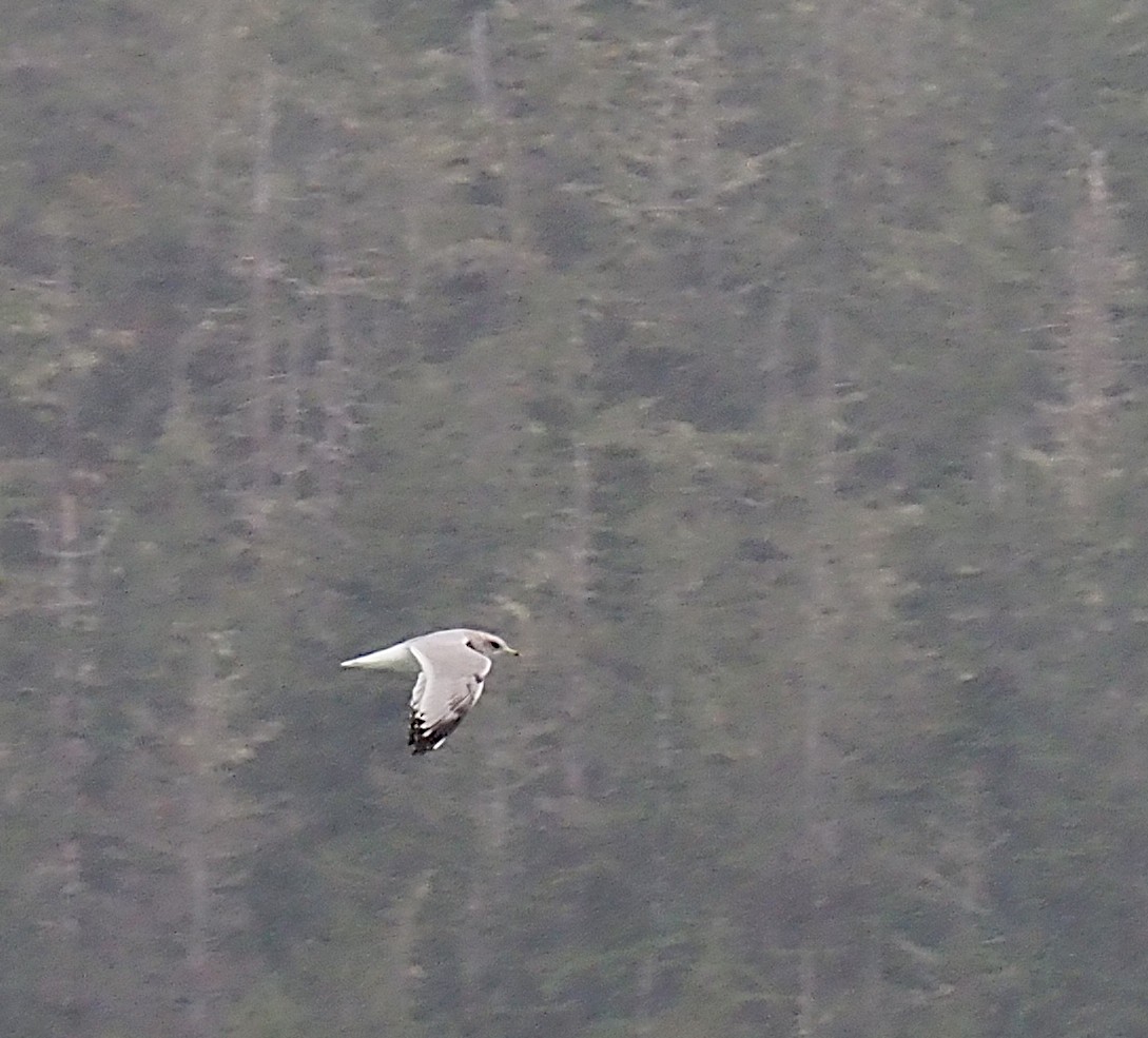 Short-billed Gull - ML623538976