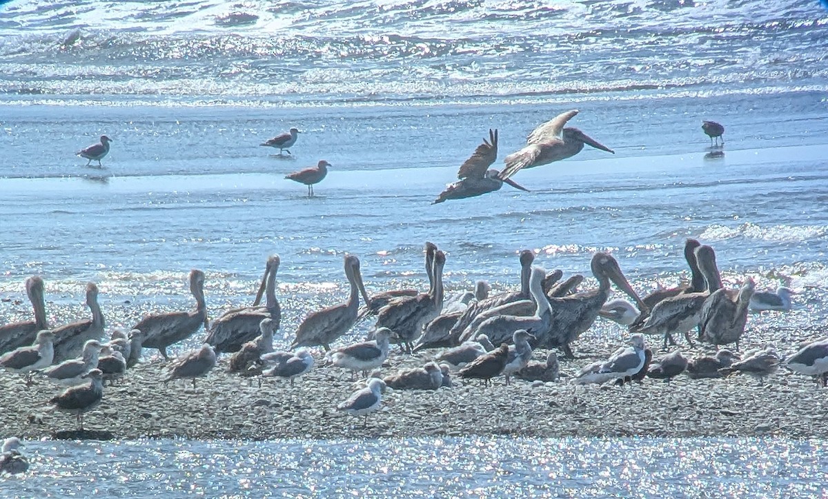 Brown Pelican - ML623538991