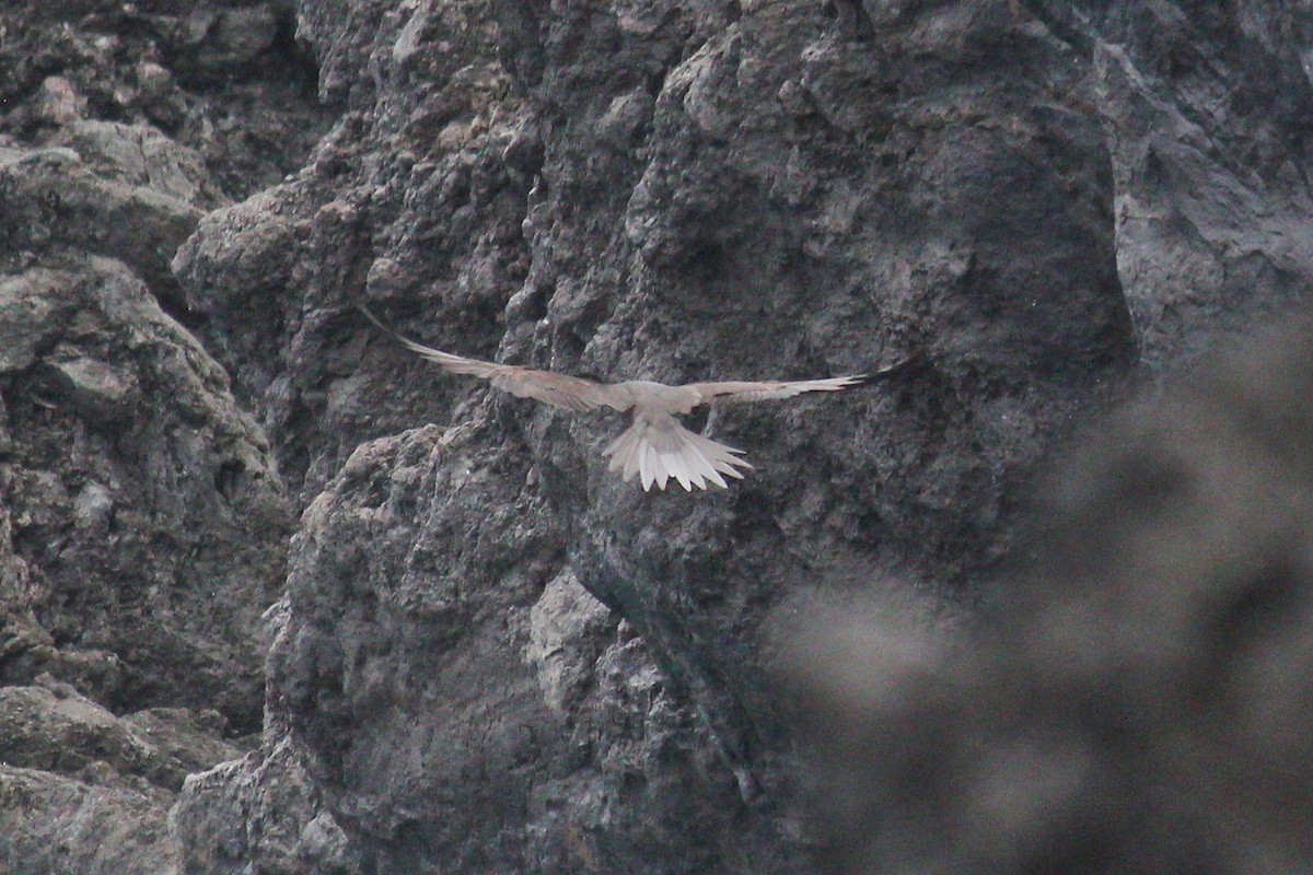 Black Noddy - I'm Birding Right Now (Teresa & Miles Tuffli)