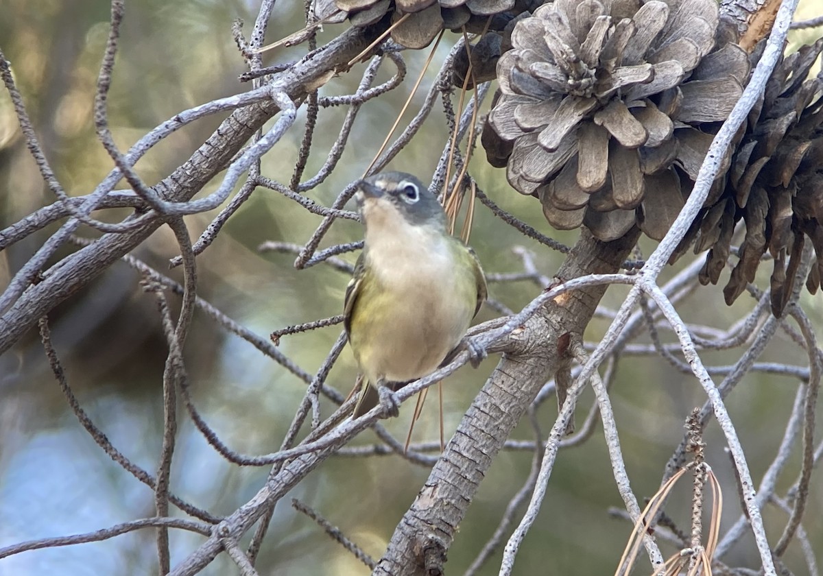 Blue-headed Vireo - ML623539004