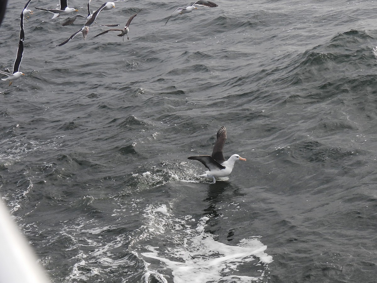 Black-browed Albatross - ML623539005