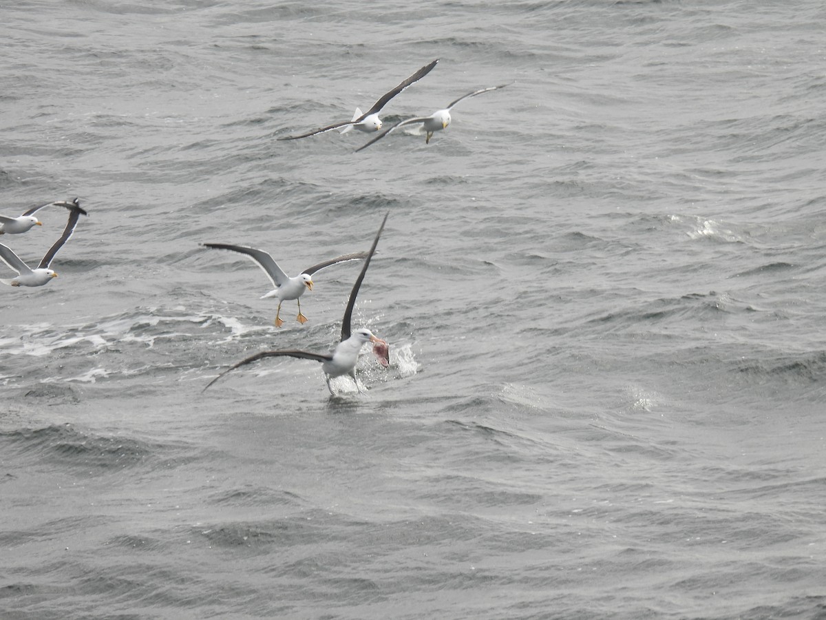 Black-browed Albatross - Silvana Mallo