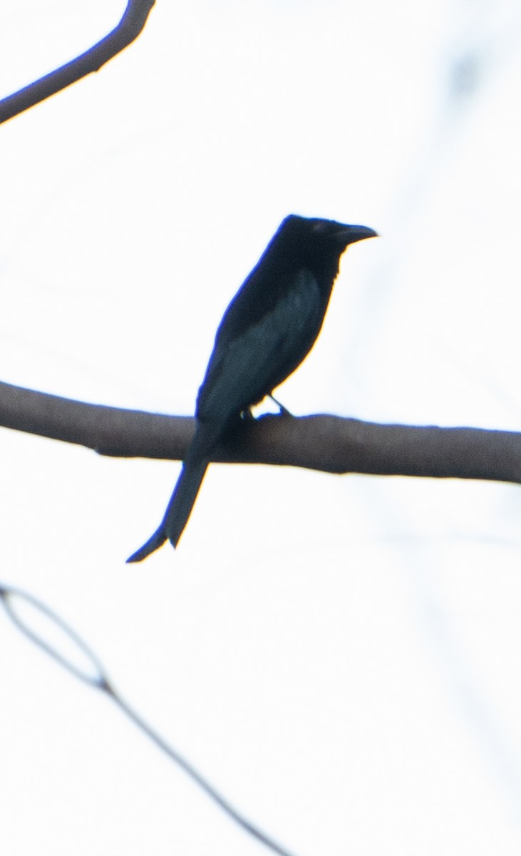 Spangled Drongo - ML623539021