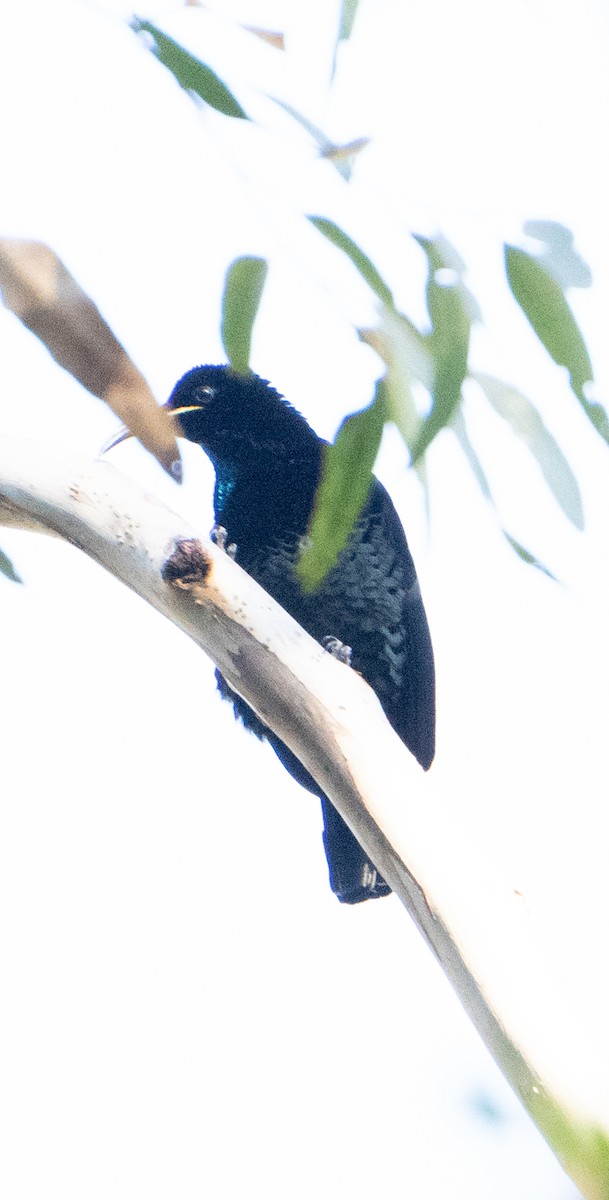 Paradise Riflebird - ML623539038