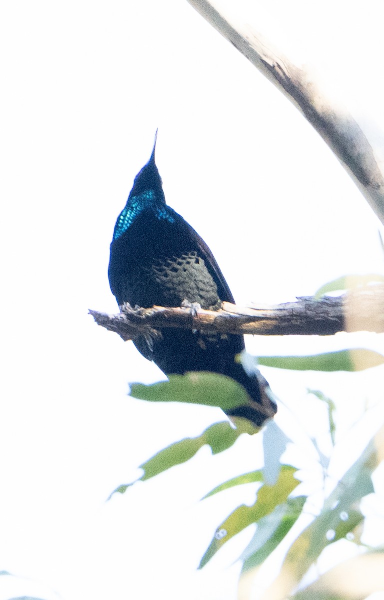 Paradise Riflebird - ML623539039