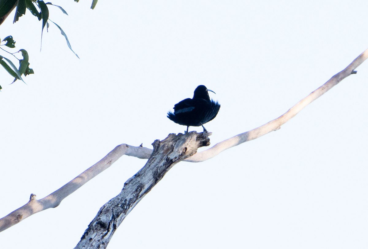 Paradise Riflebird - ML623539040