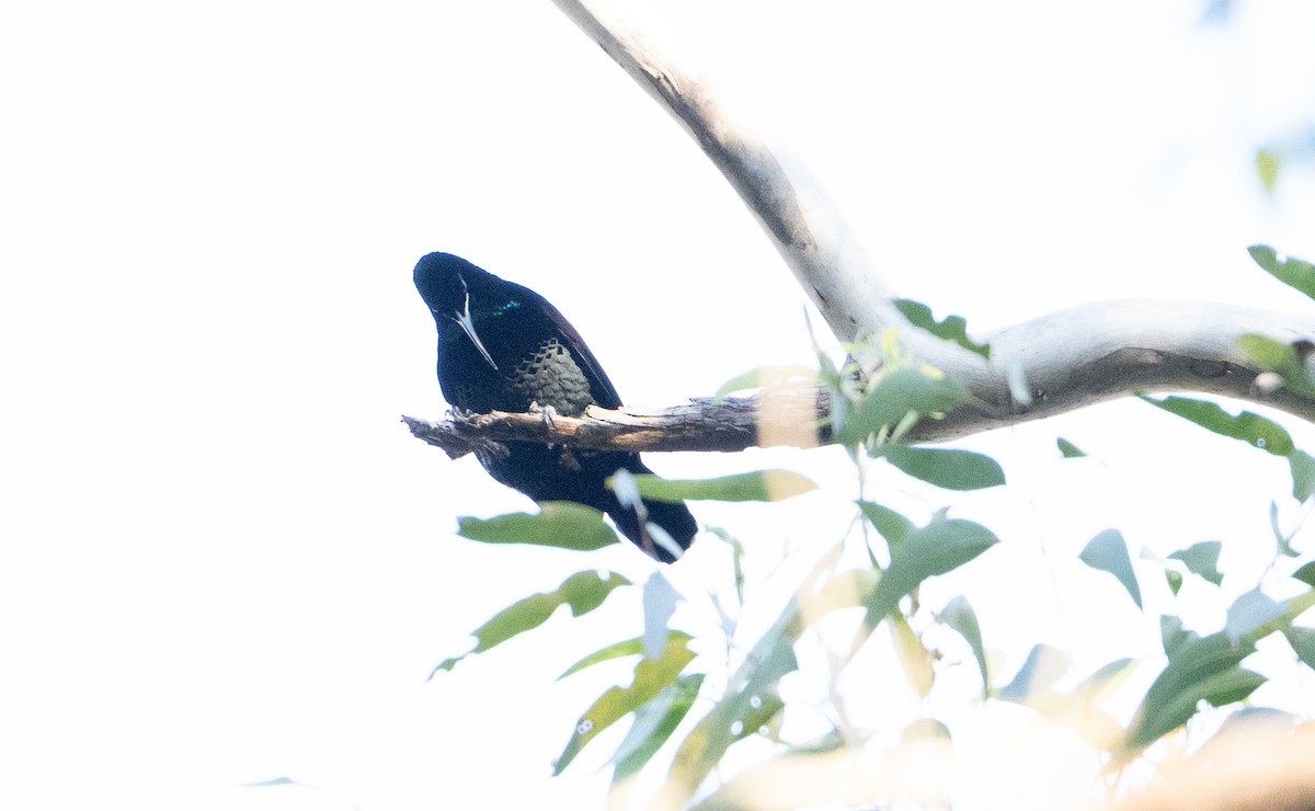 Paradise Riflebird - Jess Chow