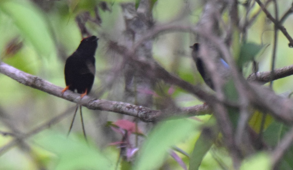 Long-tailed Manakin - ML623539047