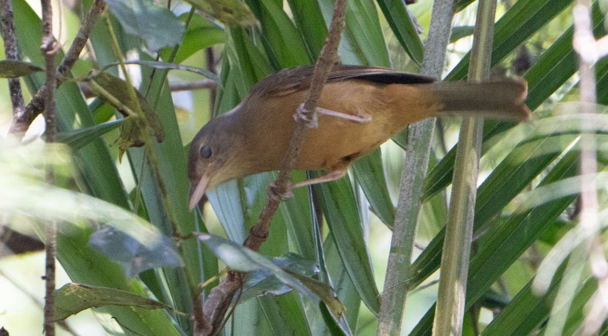 Rufous Shrikethrush - ML623539055