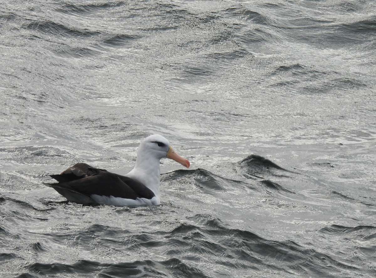 Black-browed Albatross - ML623539064