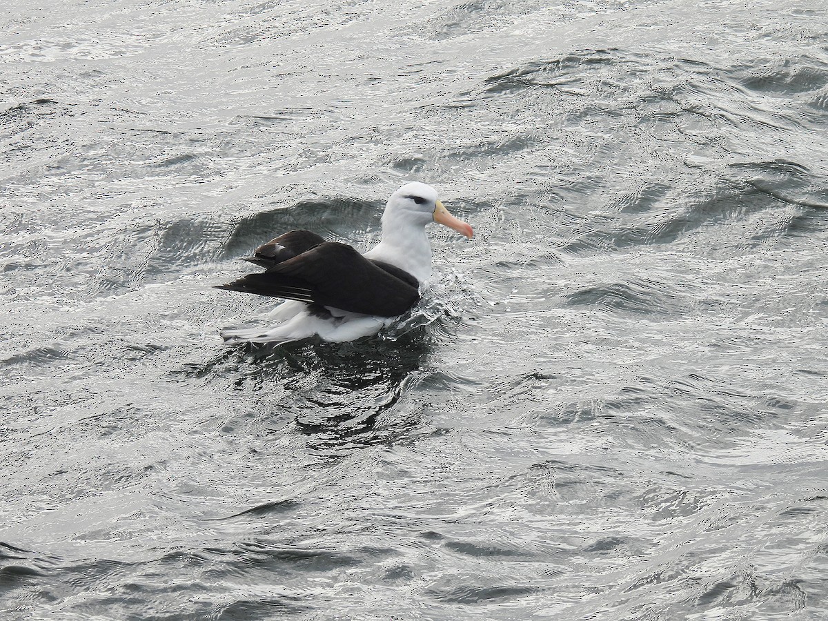 Black-browed Albatross - ML623539065