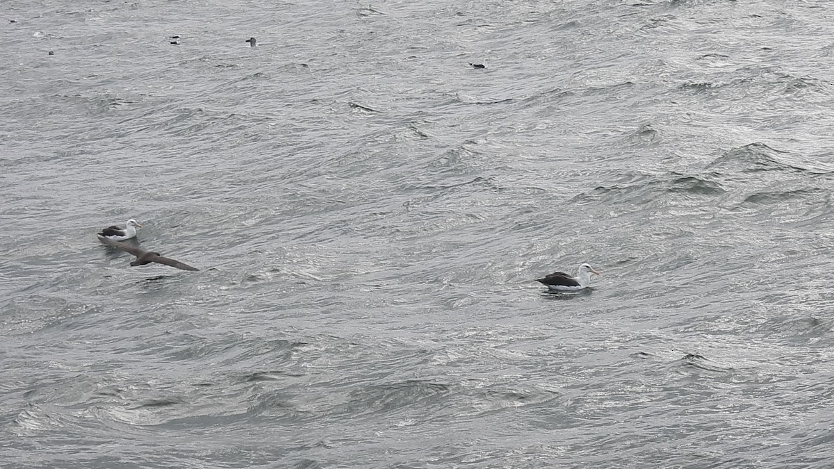 Black-browed Albatross - ML623539083