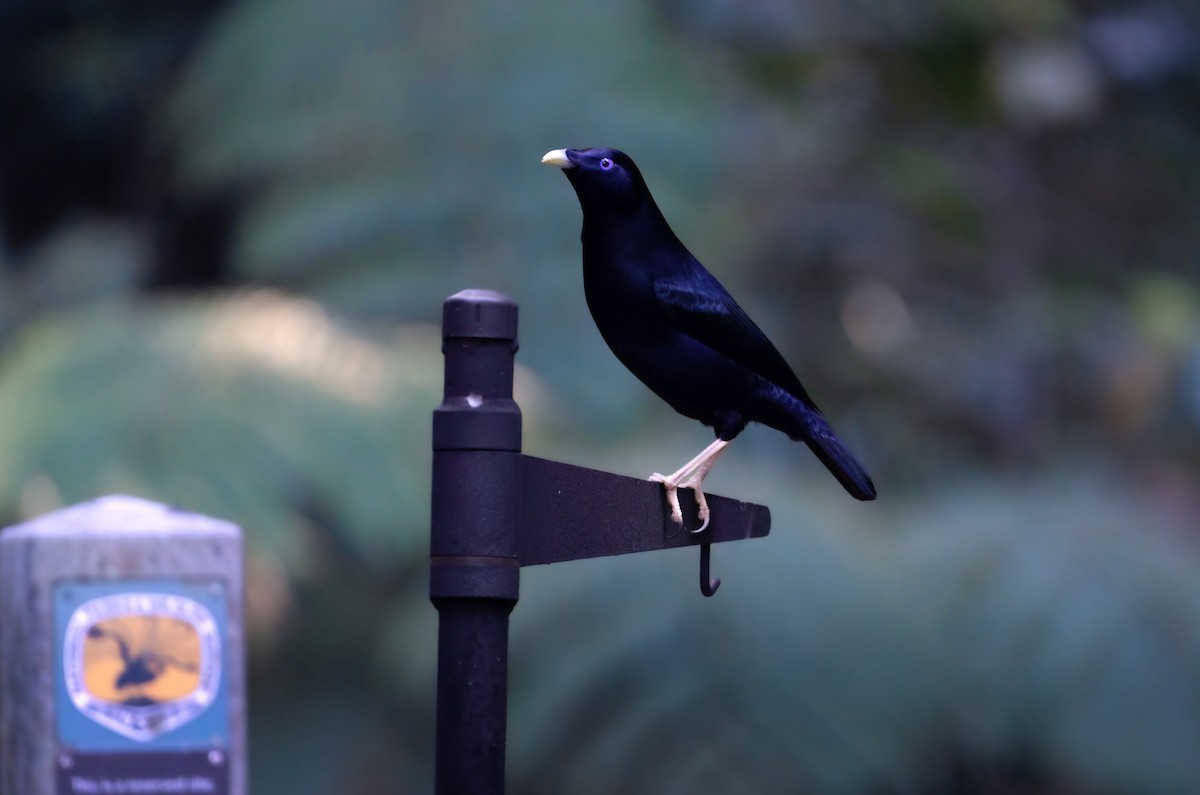 Satin Bowerbird - ML623539089