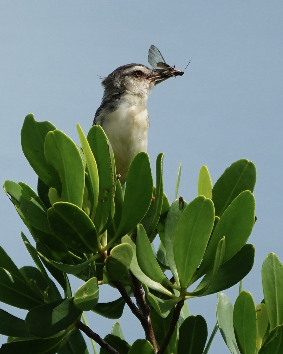 Plain Prinia - ML623539093