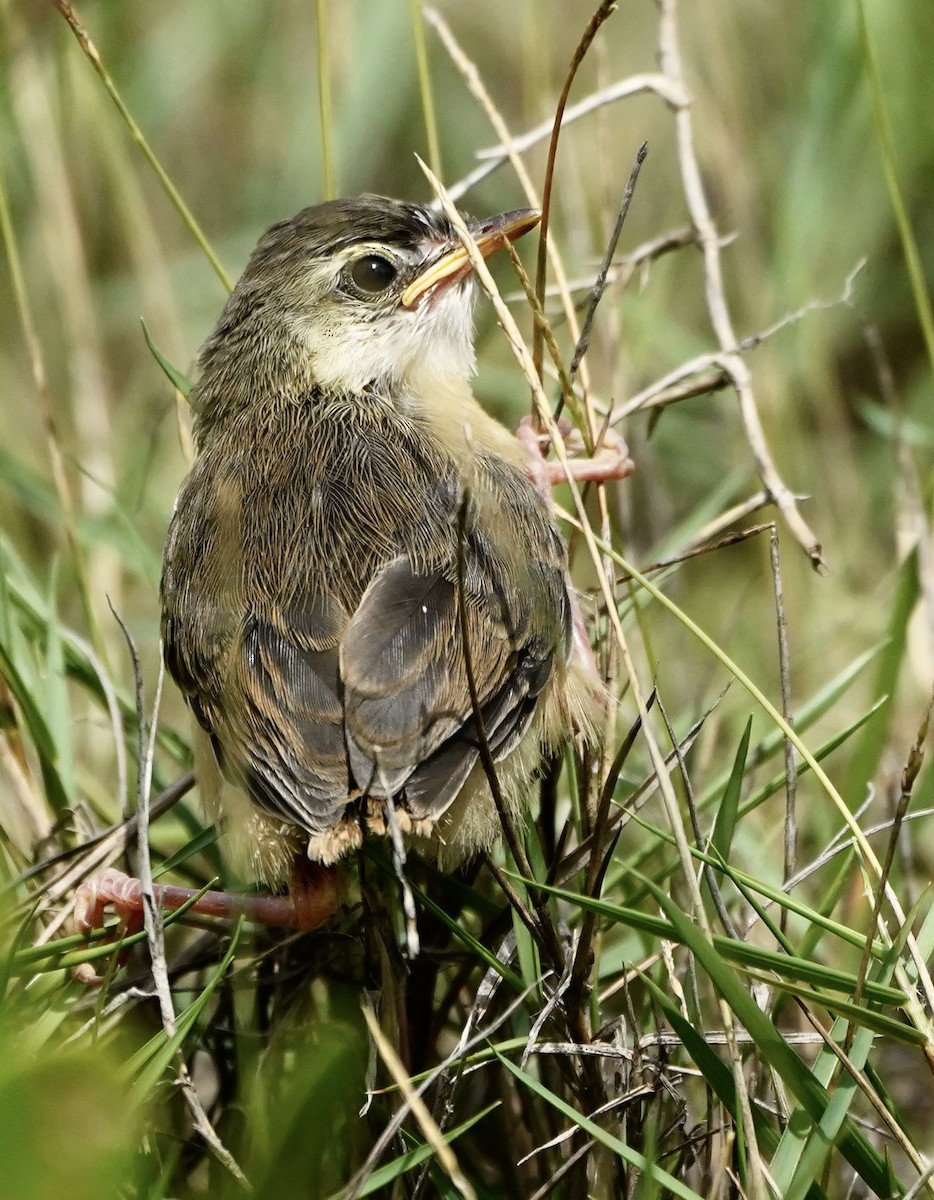 Plain Prinia - ML623539097