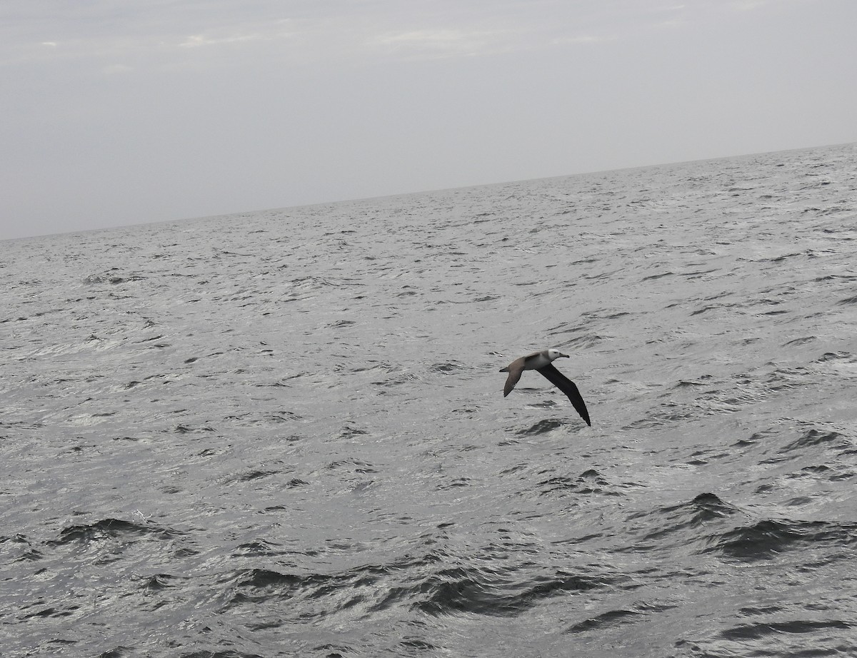 Black-browed Albatross - ML623539103