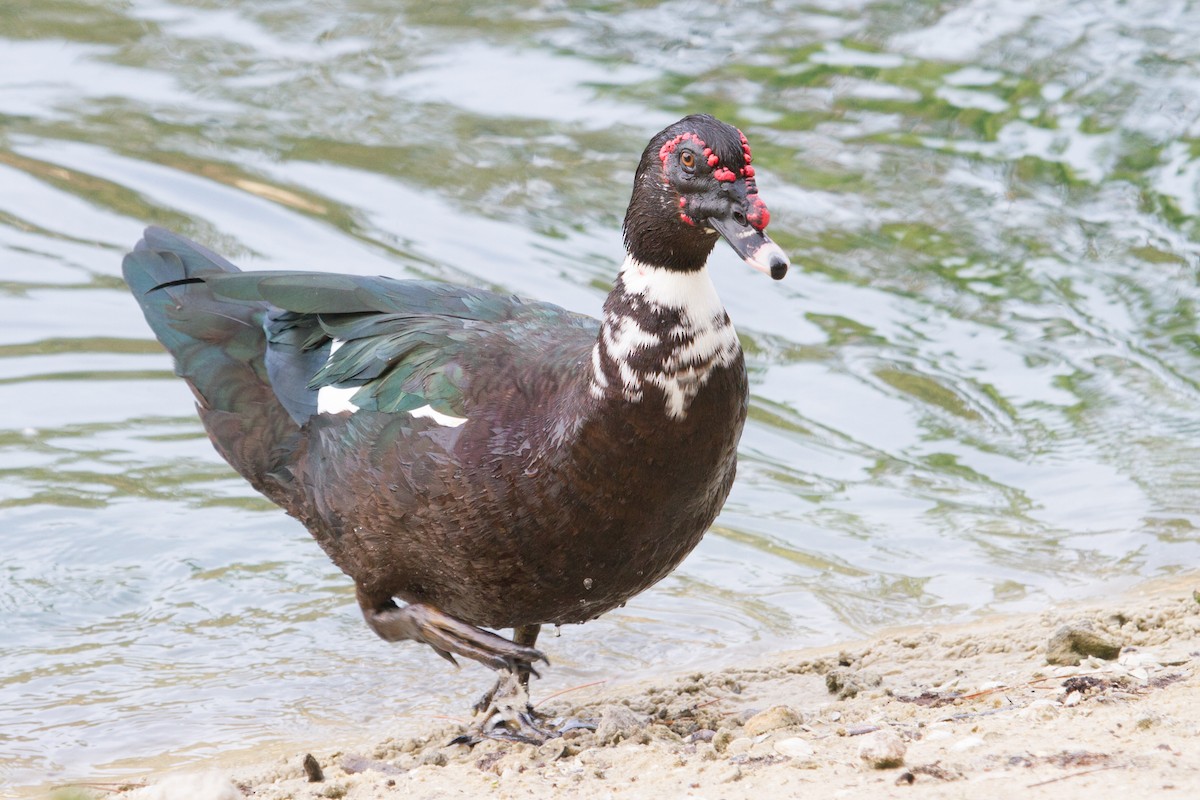 Muscovy Duck (Domestic type) - ML62353911