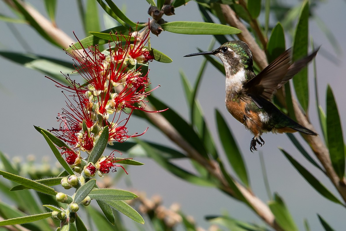 Colibrí Amatista - ML623539122