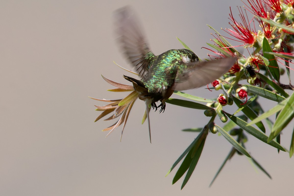 Colibrí Amatista - ML623539139