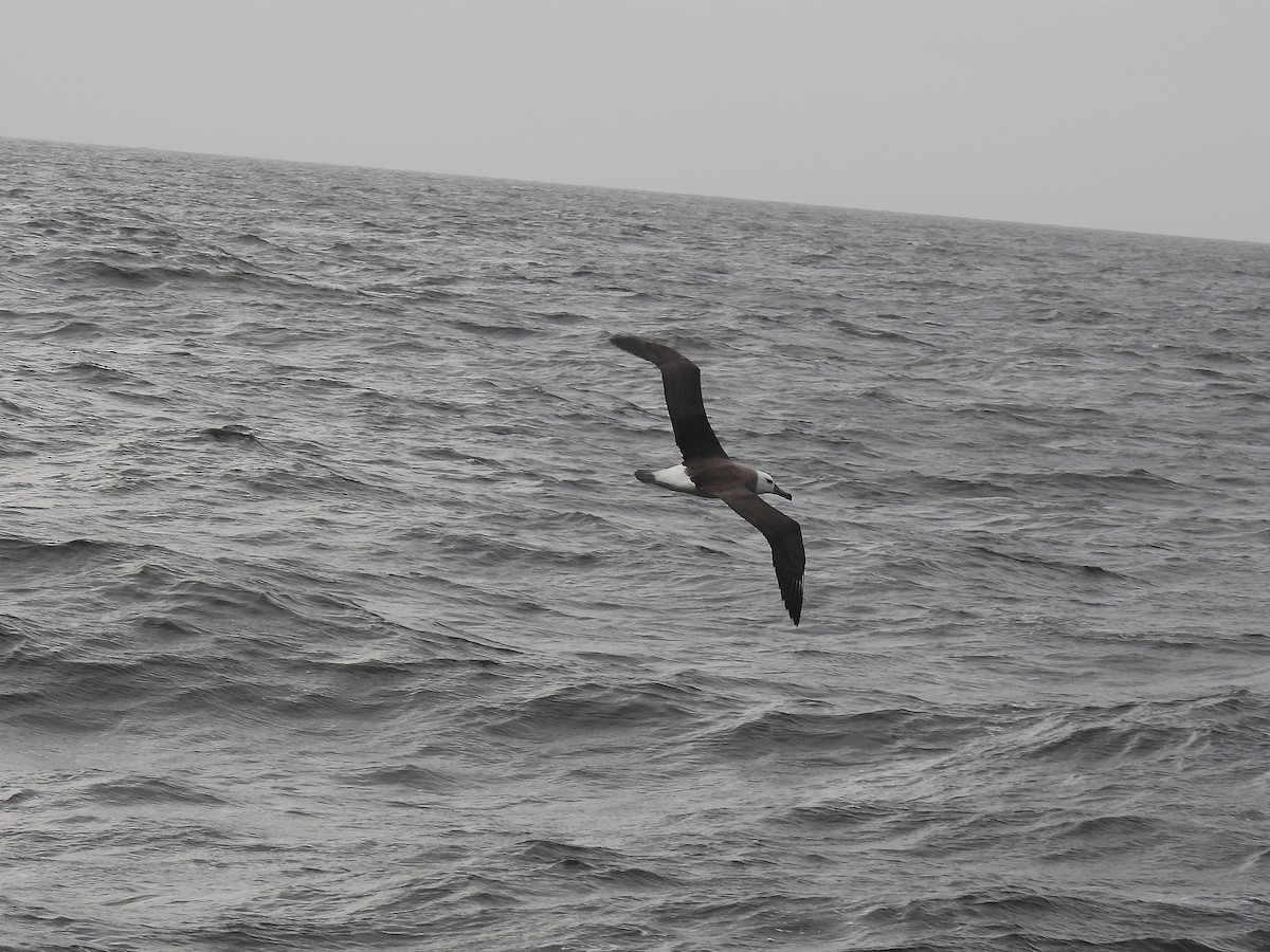 Black-browed Albatross - ML623539144