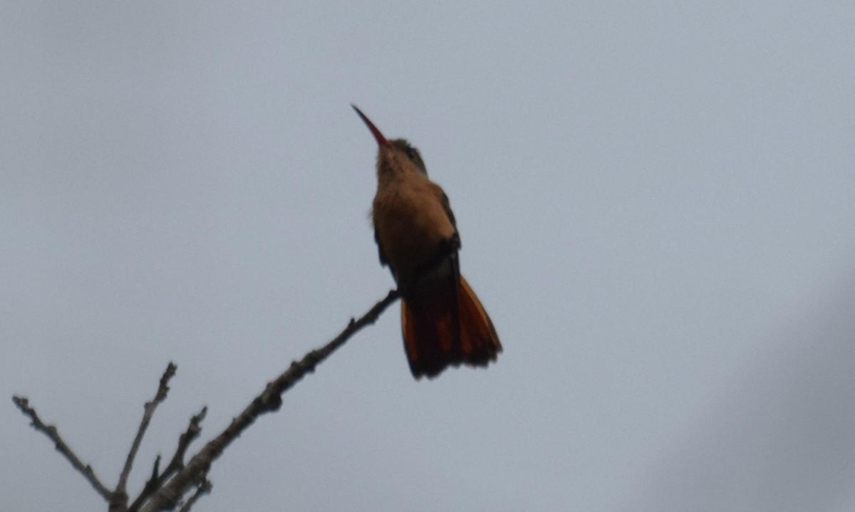 Cinnamon Hummingbird - ML623539202