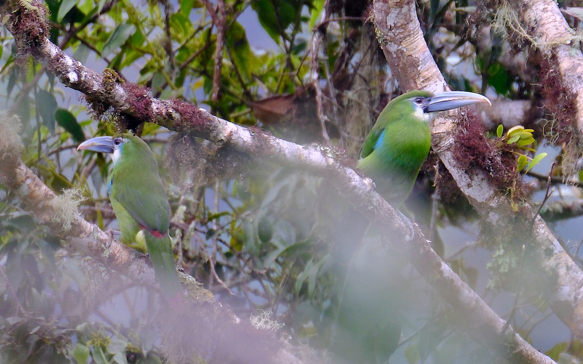 Blue-banded Toucanet - ML623539205