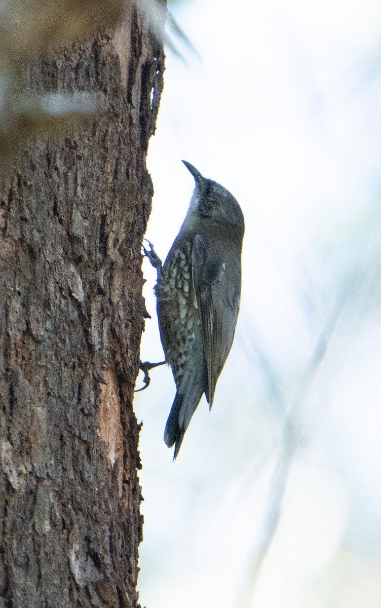 White-throated Treecreeper - ML623539236