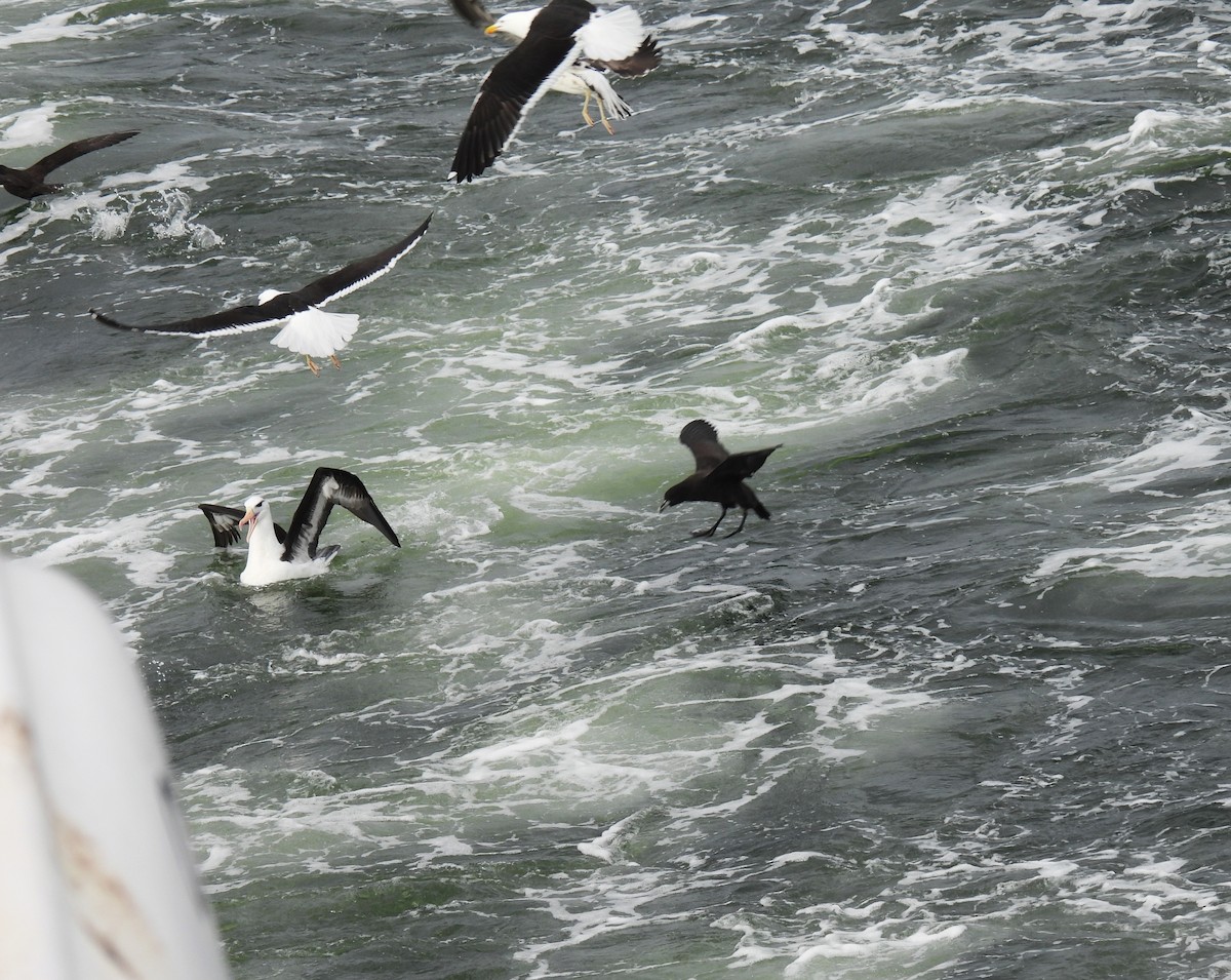 Black-browed Albatross - ML623539257