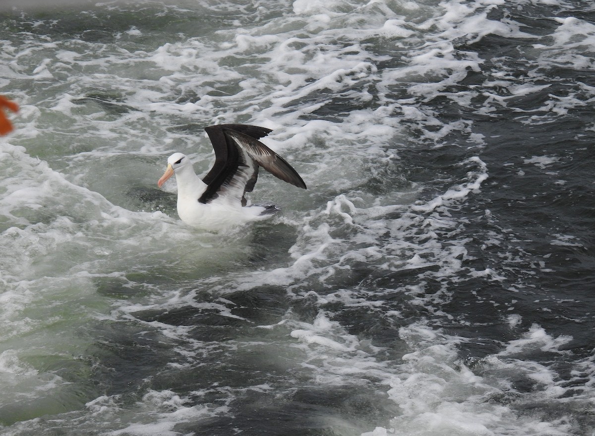 Black-browed Albatross - Silvana Mallo