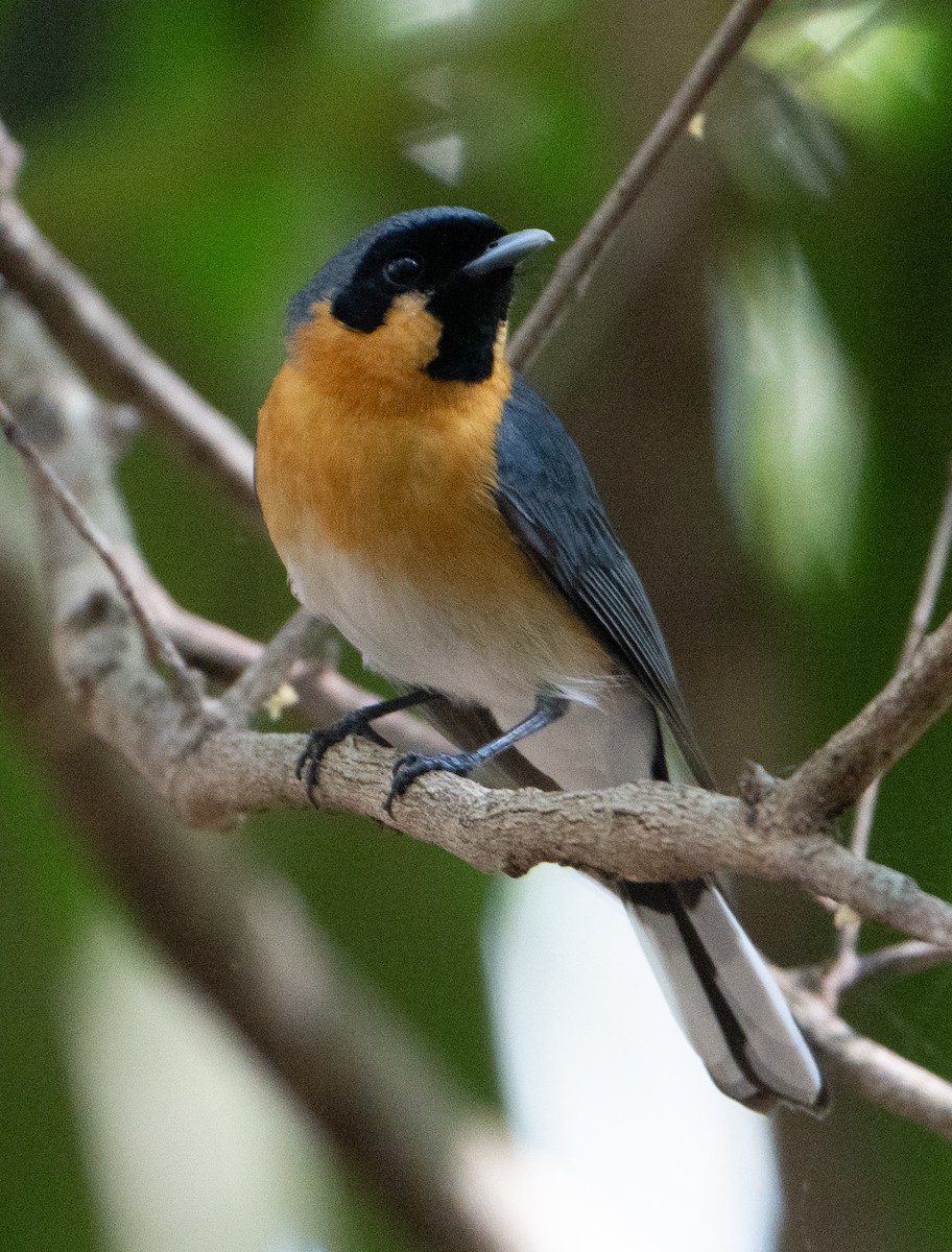 Spectacled Monarch - Jess Chow