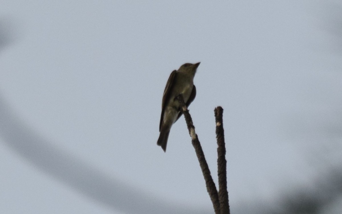 Western Wood-Pewee - ML623539266