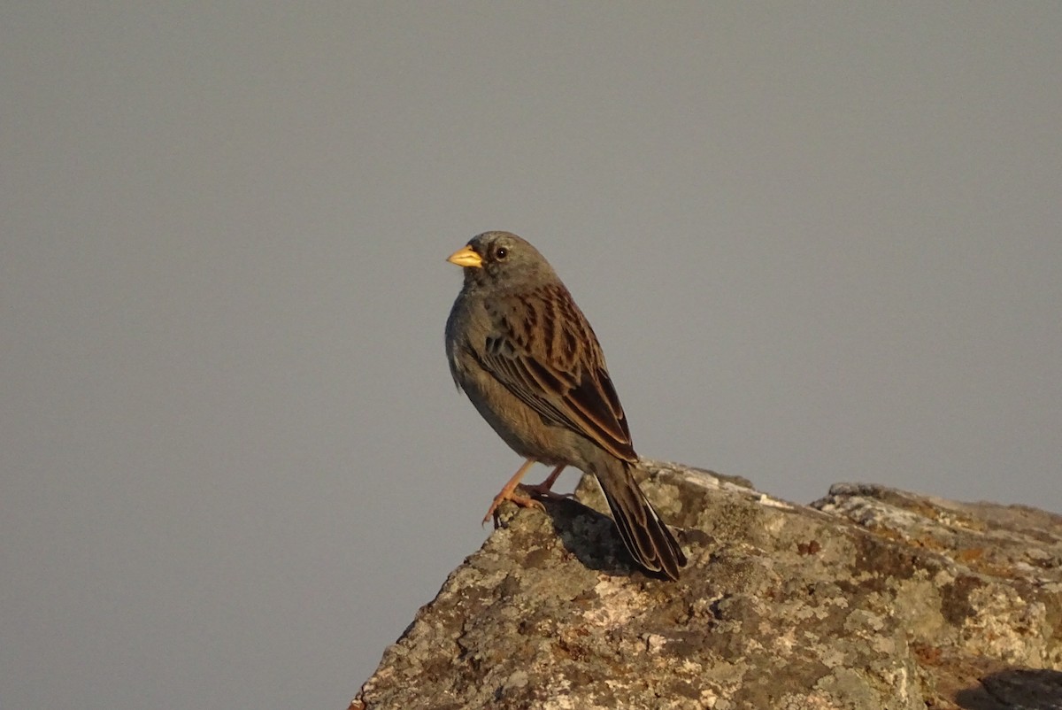 Carbonated Sierra Finch - ML623539277