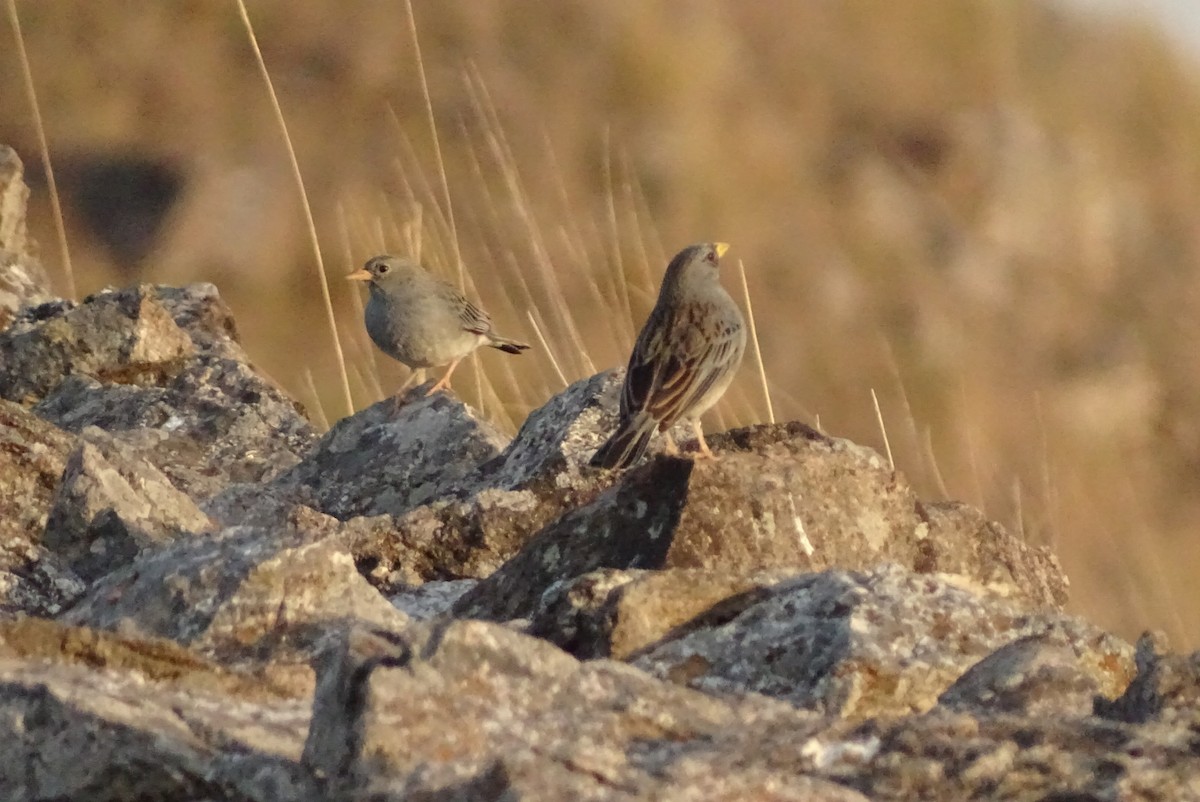 Carbonated Sierra Finch - ML623539278