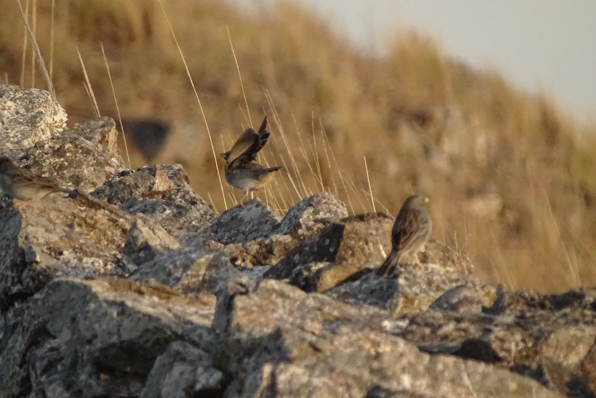 Carbonated Sierra Finch - ML623539279